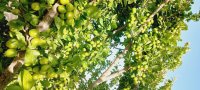 آلو گوجه سبز در گروه خرید و فروش آلو در یکمیوه