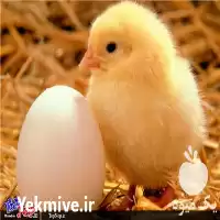 خرید جوجه یکروزه گوشتی نیمچه مرغ در ارومیه در گروه مرغ و خروس و بوقلمون و اردک قو قاز در یکمیوه