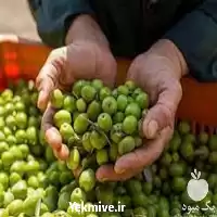 پخش زیتون با کیفیت درجه یک در تهران در گروه خرید و فروش زیتون در یکمیوه