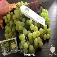 قیمت خرید نهال انگور وارداتی سیرالیک در گروه خرید و فروش نهال انگور در یکمیوه