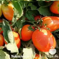 فروش بذر گوجه مارول اسپانیا در خراسان شمالی در گروه خرید و فروش بذر گوجه در یکمیوه