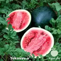 فروش بذر هندوانه شوگر بیبی در تهران در گروه خرید و فروش بذر هندوانه در یکمیوه