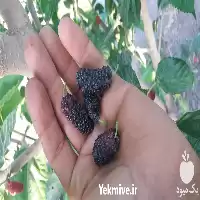 خرید قیمت نهال توت سیاه در در گروه خرید و فروش نهال توت در یکمیوه