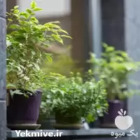 قیمت خرید نهال آلو در تهران در گروه خرید و فروش نهال در یکمیوه