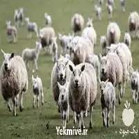 خرید آموزش صفر تا صد جیره در گروه دوره آموزش کشاورزی در یکمیوه