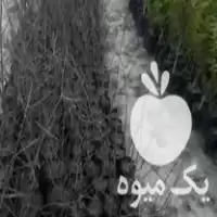 فروش انار گلدانی در کردکوی در گروه خرید و فروش انار در یکمیوه