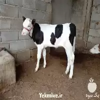 خرید گوساله پرواری سیمینتال غیره قیمت در گروه گاو و گوسفند و میش و بز کهره گوساله در یکمیوه