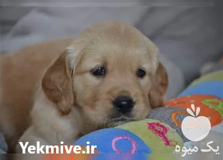 فروش سگ گلدن رتریور در تهران در گروه سگ و گربه در یکمیوه -عکس1