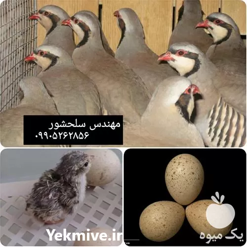 قیمت خرید تخم نطفه دار کبک در گروه انواع تخم ها در یکمیوه -عکس1