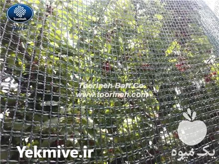 قیمت خرید توری ضدپرنده در تهران در گروه خرید و فروش توری گلخانه در یکمیوه -عکس1