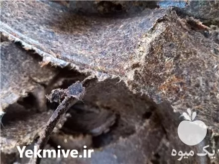 قیمت خرید کنجاله پنبه دانه در تهران در گروه خوراک دام و طیور در یکمیوه -عکس1