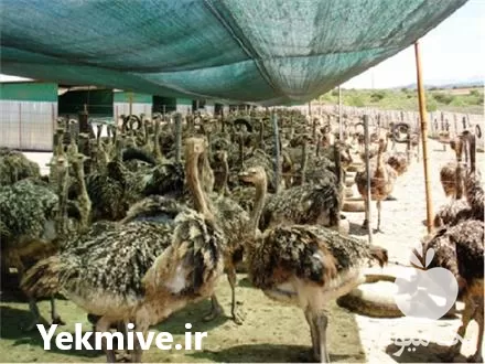 قیمت خرید توری سایبان در گروه خرید و فروش توری گلخانه در یکمیوه -عکس1