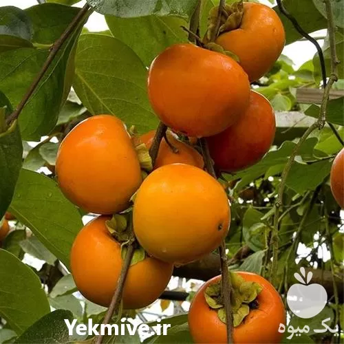 فروش قیمت نهال خرمالو در گروه خرید و فروش نهال خرمالو در یکمیوه -عکس1