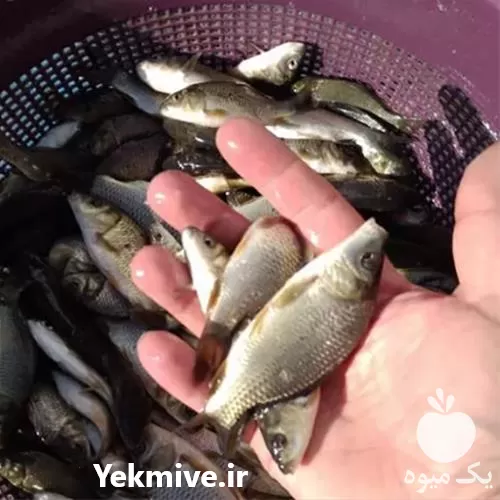خرید عمده بچه ماهی کپور در یزد در گروه خرید و فروش بچه ماهی در یکمیوه -عکس1