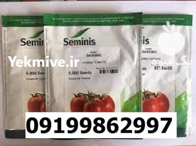 قیمت بذر گوجه فرنگی باسیمو در اصفهان در گروه خرید و فروش بذر گوجه در یکمیوه -عکس1