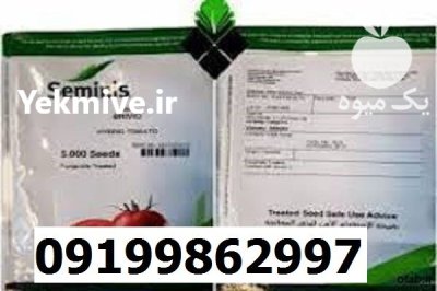 بذر گوجه فرنگی بریویو در گروه خرید و فروش گوجه فرنگی در یکمیوه -عکس1