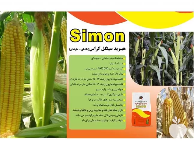 خرید بذر ذرت علوفه ای سیمون در گروه خرید و فروش بذر ذرت در یکمیوه -عکس1