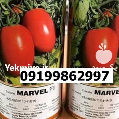 بذر گوجه فرنگی مارول اصل در گروه خرید و فروش بذر گوجه در یکمیوه -عکس1