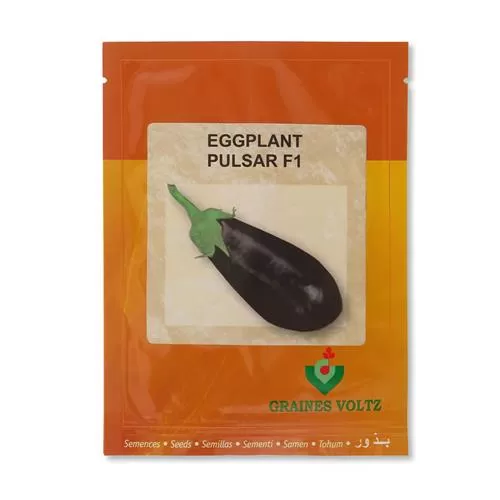 فروش بذر بادمجان پولسار نیمه قلمی در بوشهر در گروه خرید و فروش بذر بادمجان در یکمیوه -عکس1