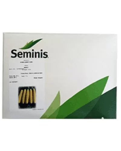 بذر ذرت مریت با قیمت مناسب در هرمز در گروه خرید و فروش بذر ذرت در یکمیوه -عکس1