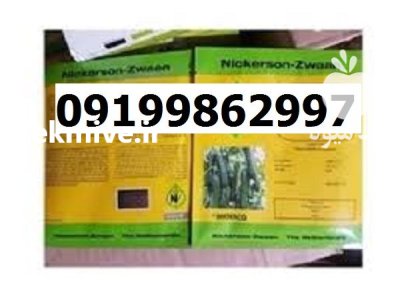 بذر خیار کیهان در گروه خرید و فروش بذر خیار در یکمیوه -عکس1