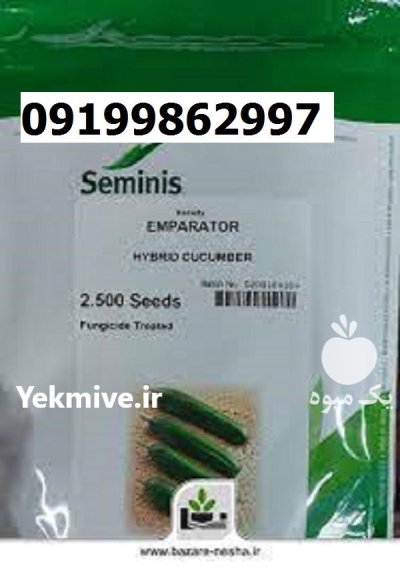 بذر خیار امپراطور در اهواز در گروه خرید و فروش بذر خیار در یکمیوه -عکس1