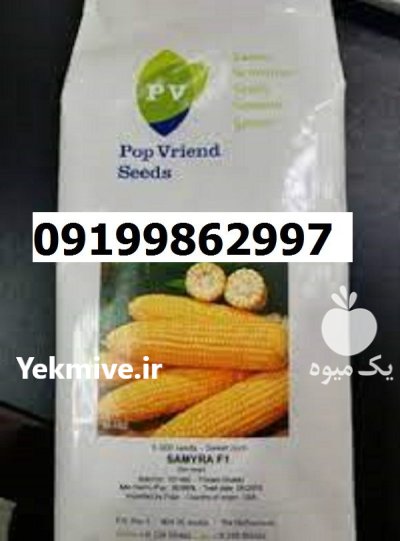 بذر ذرت سمیرا در شیراز در گروه خرید و فروش بذر ذرت در یکمیوه -عکس1