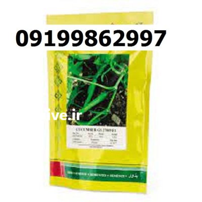 بذر خیار گلوریا اصل در اصفهان در گروه خرید و فروش بذر خیار در یکمیوه -عکس1