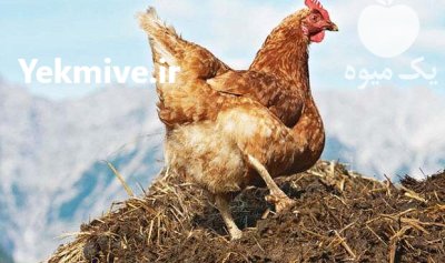 فروش کود مرغی در گروه خرید و فروش کود مرغی در یکمیوه -عکس3