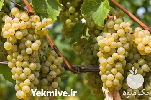 خرید قیمت نهال انگور شیرازی در گروه خرید و فروش نهال انگور در یکمیوه -عکس1