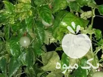 قیمت خرید میوه استوایی پشن فروت در محمودآباد در گروه خرید و فروش میوه استوایی در یکمیوه -عکس1