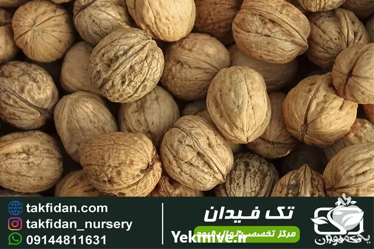 قیمت خرید نهال گردو پوست کاغذی در گروه خرید و فروش نهال گردو در یکمیوه -عکس1