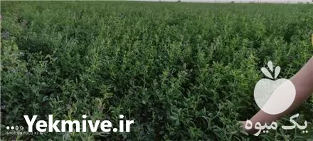 خرید و فروش یونجه درجه 1 در قزوین در گروه خوراک دام و طیور در یکمیوه -عکس1