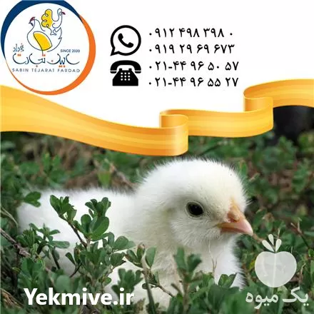 فروش جوجه یکروزه مرغ گوشتی در گروه مرغ و خروس و بوقلمون و اردک قو قاز در یکمیوه -عکس1