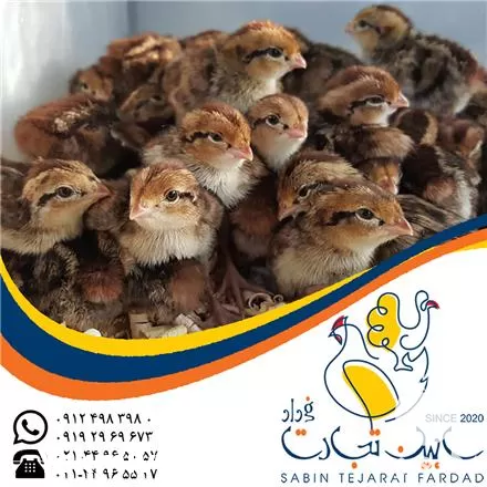 فروش جوجه بلدرچین در تهران در گروه مرغ و خروس و بوقلمون و اردک قو قاز در یکمیوه -عکس1