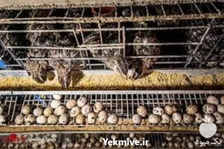 آموزش پرورش مرغ بلدرچین با اعطای در تهران در گروه دوره آموزش کشاورزی در یکمیوه -عکس1