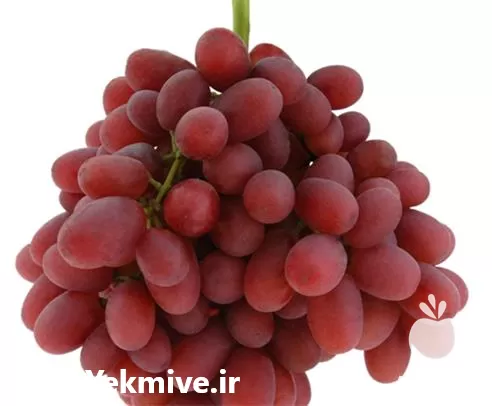 خرید قیمت نهال انگور کریمسون در آذربایجان غربی در گروه خرید و فروش نهال انگور در یکمیوه -عکس1