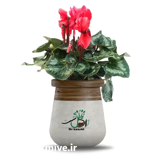 خرید گیاه لامن انواع گیاهان زینتی در ارومیه در گروه خرید و فروش نهالستان در یکمیوه -عکس1