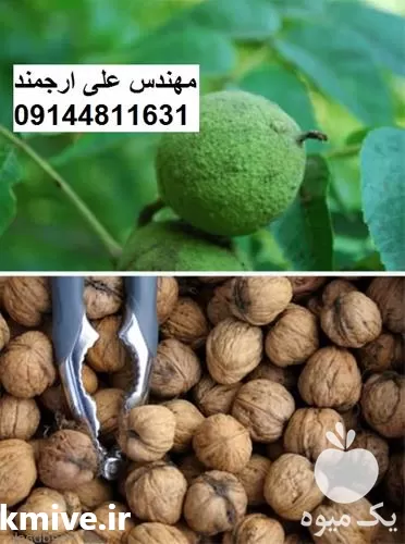 قیمت خرید گردو پوست کاغذی در خراسان رضوی در گروه خرید و فروش نهال گردو در یکمیوه -عکس1