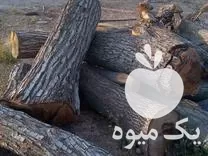 قیمت خرید تنه درخت گردو چوب در شیراز در گروه خرید و فروش انواع چوب در یکمیوه -عکس1