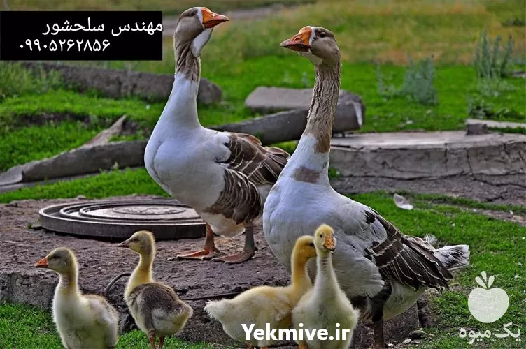 قیمت خرید قیمت تخم غاز در قم در گروه انواع تخم ها در یکمیوه -عکس1