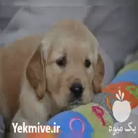 فروش سگ گلدن رتریور در تهران در گروه سگ و گربه در یکمیوه