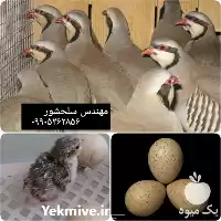 قیمت خرید تخم نطفه دار کبک در گروه انواع تخم ها در یکمیوه