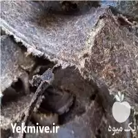 قیمت خرید کنجاله پنبه دانه در تهران در گروه خوراک دام و طیور در یکمیوه