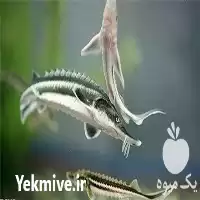 فروش خوراک ماهیان خاویاری پرورشی در کرج در گروه خوراک شیلات و آبزیان در یکمیوه