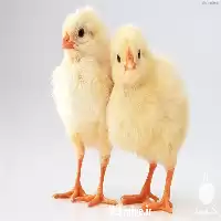 قیمت خرید جوجه گلپایگانی یک روزه در اصفهان در گروه مرغ و خروس و بوقلمون و اردک قو قاز در یکمیوه