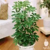 دوره آموزش پرورش گیاهان آپارتمانی در گروه دوره آموزش کشاورزی در یکمیوه