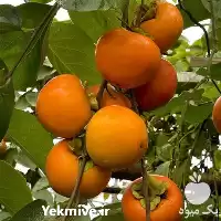 فروش قیمت نهال خرمالو در گروه خرید و فروش نهال خرمالو در یکمیوه