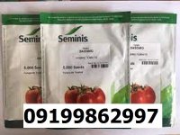 قیمت بذر گوجه فرنگی باسیمو در اصفهان در گروه خرید و فروش بذر گوجه در یکمیوه