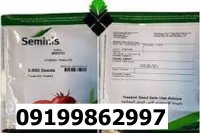 بذر گوجه فرنگی بریویو در گروه خرید و فروش گوجه فرنگی در یکمیوه